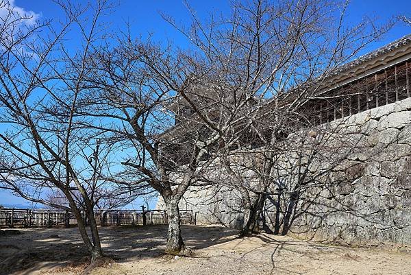 2025日本九州四國本州之旅 - 愛媛縣松山市松山城