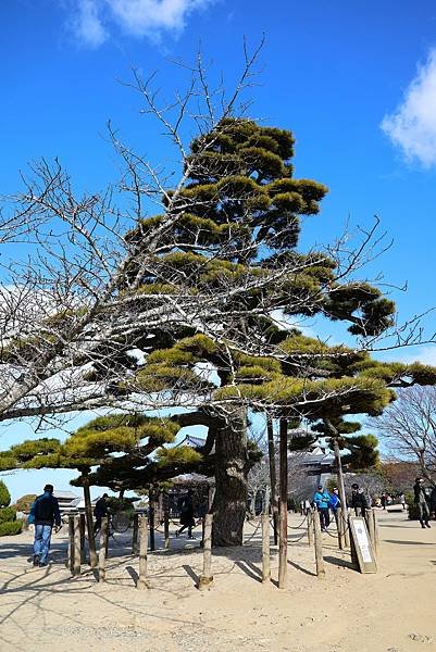 2025日本九州四國本州之旅 - 愛媛縣松山市松山城