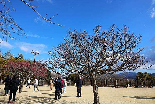 2025日本九州四國本州之旅 - 愛媛縣松山市松山城
