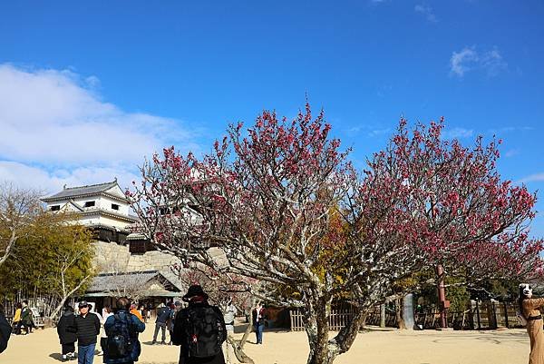 2025日本九州四國本州之旅 - 愛媛縣松山市松山城