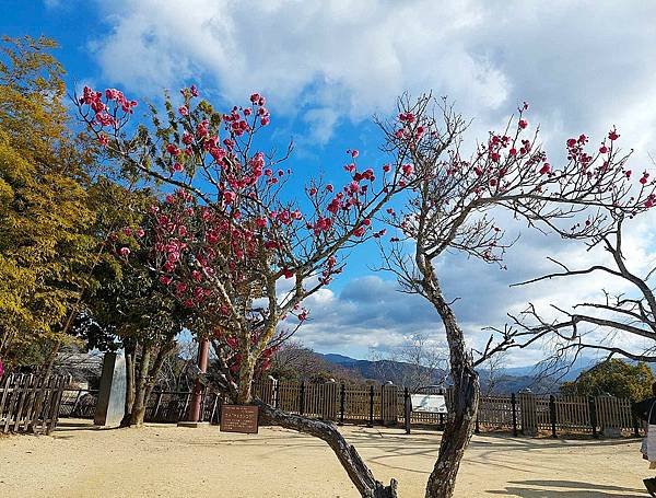 2025日本九州四國本州之旅 - 愛媛縣松山市松山城