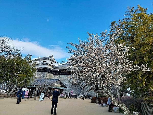 2025日本九州四國本州之旅 - 愛媛縣松山市松山城