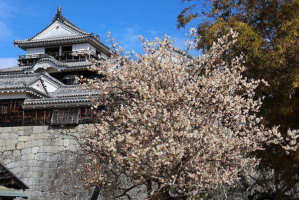 2025日本九州四國本州之旅 - 愛媛縣松山市松山城