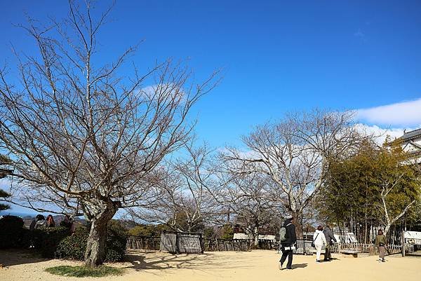 2025日本九州四國本州之旅 - 愛媛縣松山市松山城