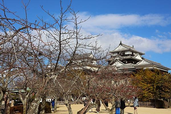2025日本九州四國本州之旅 - 愛媛縣松山市松山城