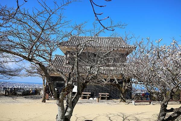 2025日本九州四國本州之旅 - 愛媛縣松山市松山城