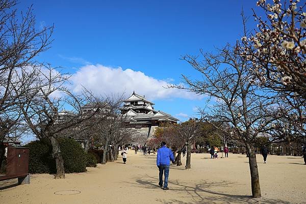 2025日本九州四國本州之旅 - 愛媛縣松山市松山城