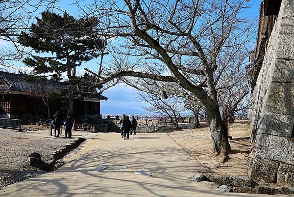 2025日本九州四國本州之旅 - 愛媛縣松山市松山城