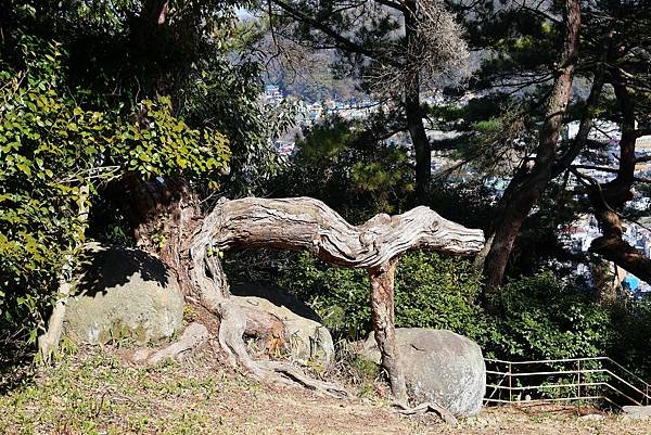 2025日本九州四國本州之旅 - 廣島縣尾道市 千光寺