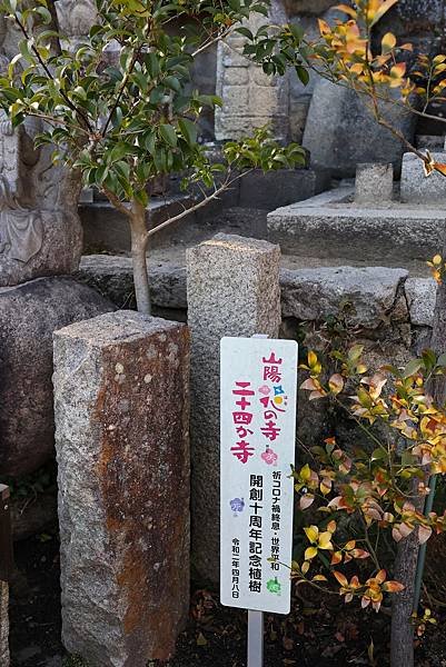 2025日本九州四國本州之旅 - 廣島縣尾道市 千光寺