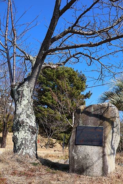 2025日本九州四國本州之旅 - 廣島縣尾道市 千光寺