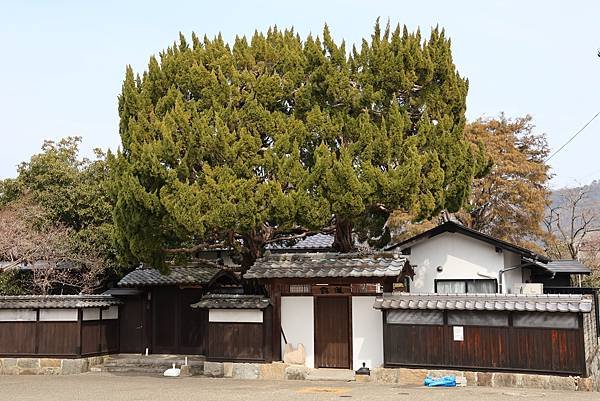 2025日本九州四國本州之旅 - 山口縣岩國市 吉香公園