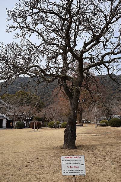 2025日本九州四國本州之旅 - 山口縣岩國市 吉香公園