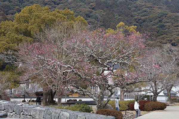 2025日本九州四國本州之旅 - 山口縣岩國市 吉香公園
