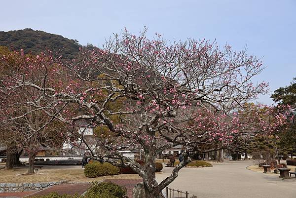 2025日本九州四國本州之旅 - 山口縣岩國市 吉香公園