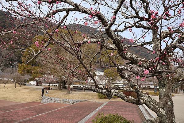 2025日本九州四國本州之旅 - 山口縣岩國市 吉香公園