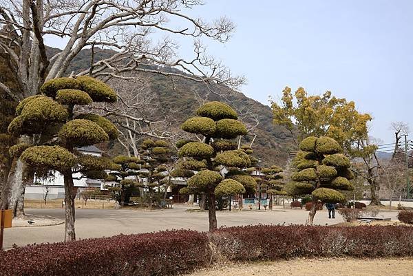 2025日本九州四國本州之旅 - 山口縣岩國市 吉香公園