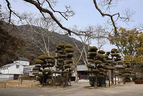 2025日本九州四國本州之旅 - 山口縣岩國市 吉香公園