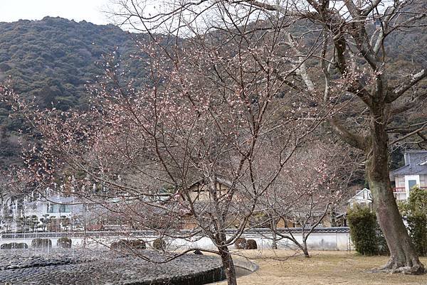 2025日本九州四國本州之旅 - 山口縣岩國市 吉香公園