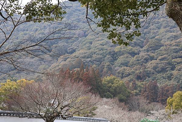 2025日本九州四國本州之旅 - 山口縣岩國市 吉香公園