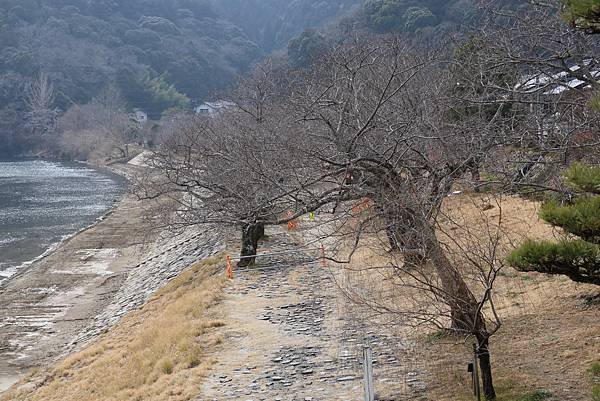 2025日本九州四國本州之旅 - 山口縣岩國市 吉香公園