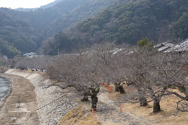 2025日本九州四國本州之旅 - 山口縣岩國市 吉香公園