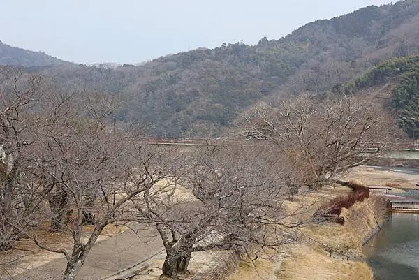 2025日本九州四國本州之旅 - 山口縣岩國市 吉香公園
