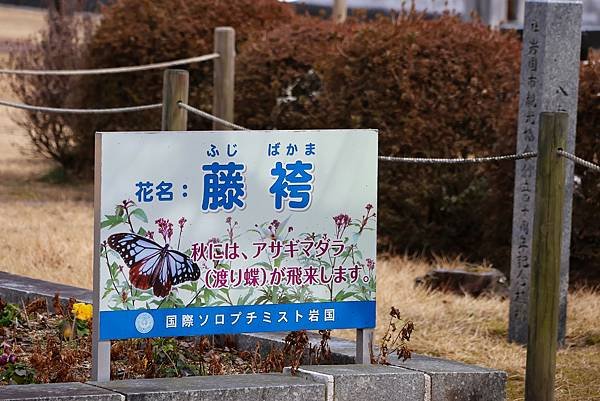 2025日本九州四國本州之旅 - 山口縣岩國市 吉香公園