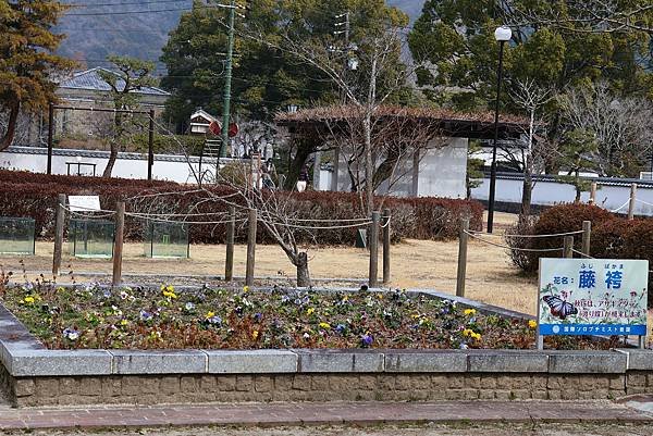 2025日本九州四國本州之旅 - 山口縣岩國市 吉香公園