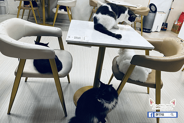 貳巷貓弄Catfeine 貓咪餐廳 好多貓