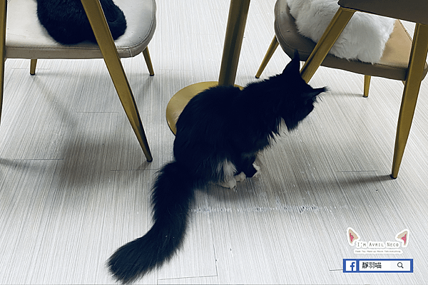 貳巷貓弄Catfeine 貓咪餐廳 貓咪們