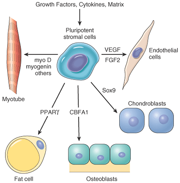 Growth factors of cellular growth