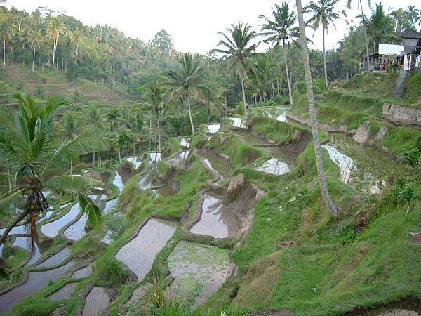 Indonesia照片0710-0724 2004 022.jpg