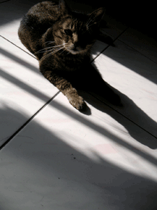 20070526002503.gif