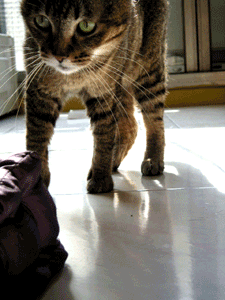 20070526002508.gif