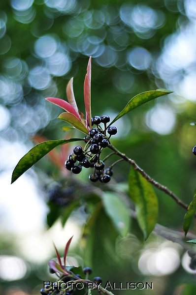 DSC_0425.JPG