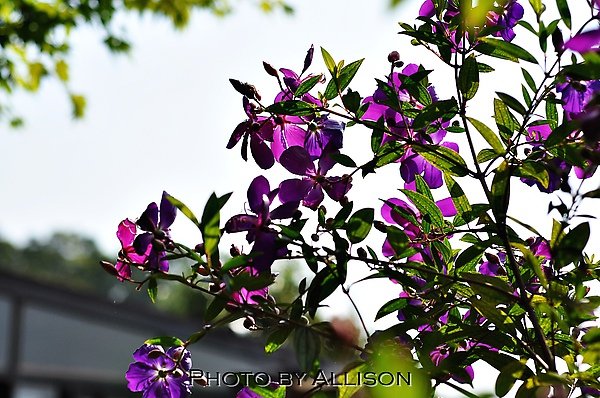 DSC_0468.JPG