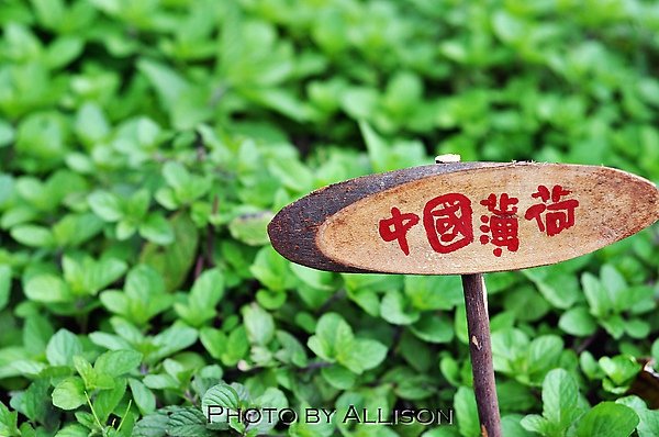 DSC_0824.JPG