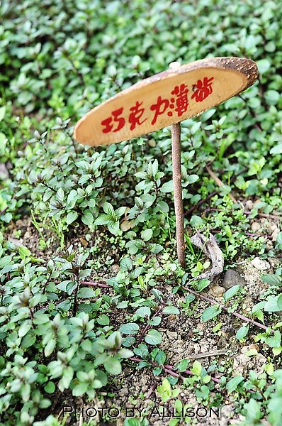DSC_0832.JPG