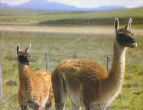 guanaco.jpg