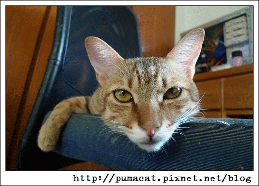 puma.gif