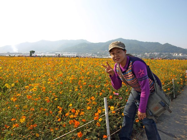 花況還不錯的黃色玻斯菊