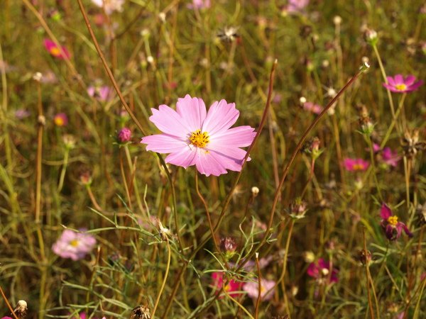 波斯菊