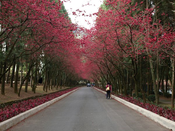 櫻花彩虹