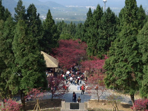 櫻木花道---由觀山樓俯瞰