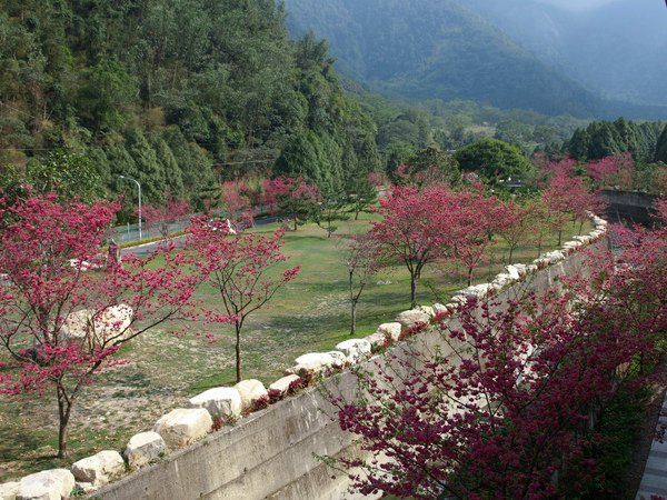 櫻花處處開啊!