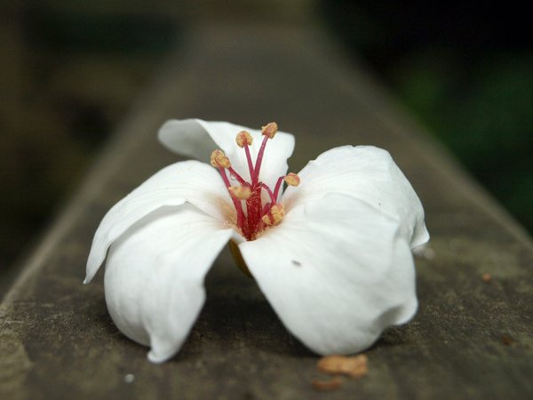 搶先開花的桐花