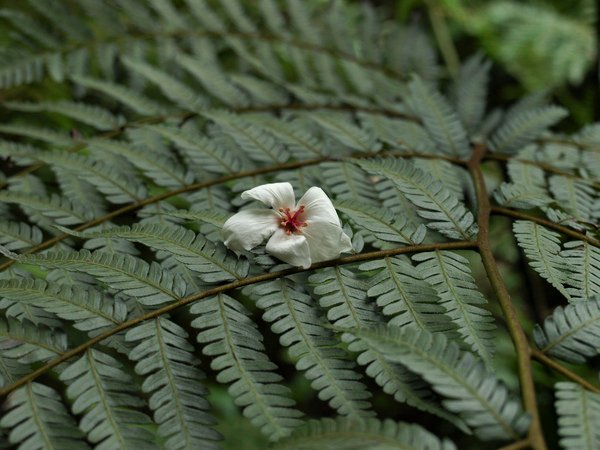 搶先開花的桐花