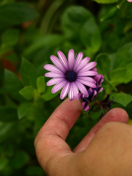 花瓣很特別的小菊花