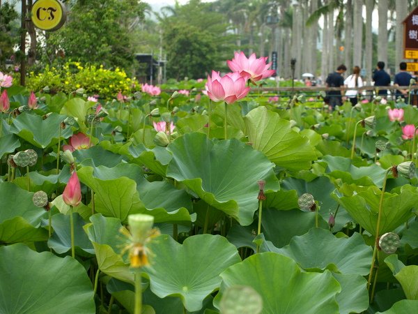 滿池的荷花